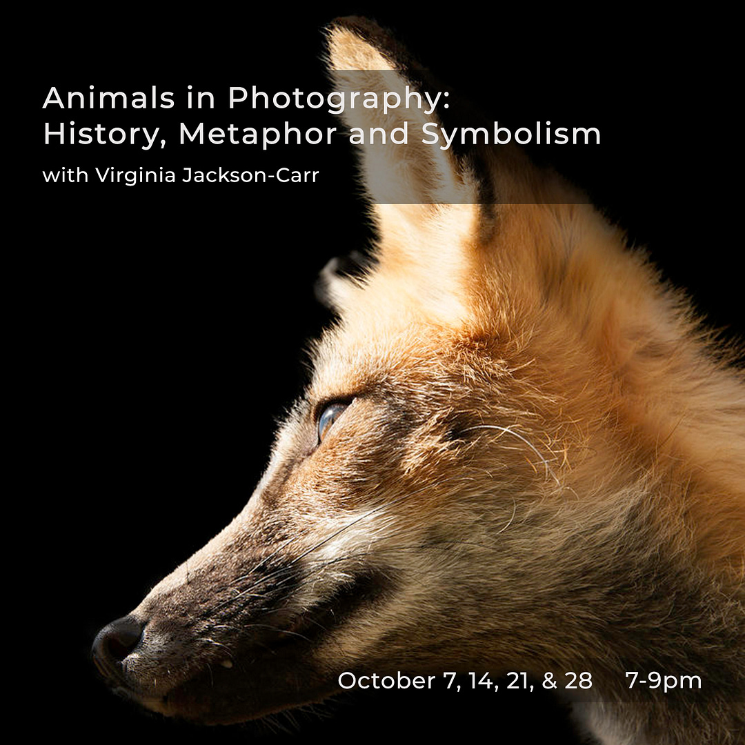 Workshop:  Animals in Photography: History, Metaphor, and Symbolism