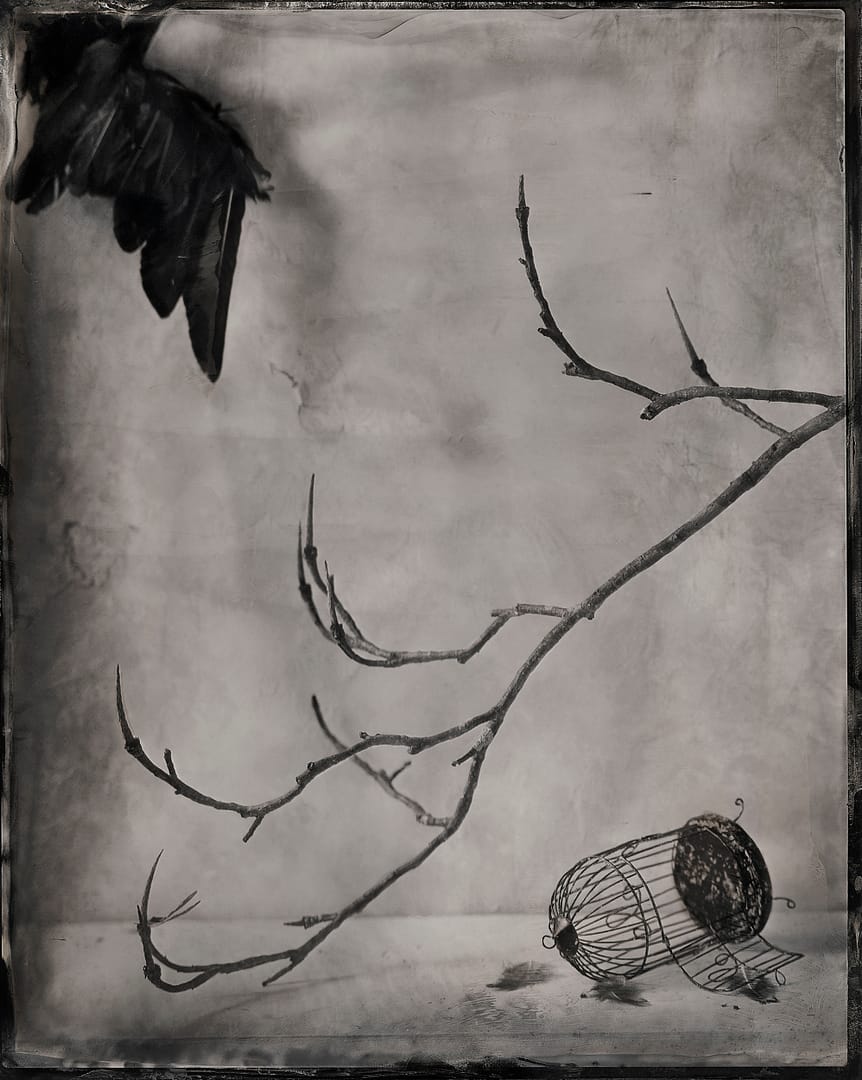 Nicole LeCorgne - Blackbird