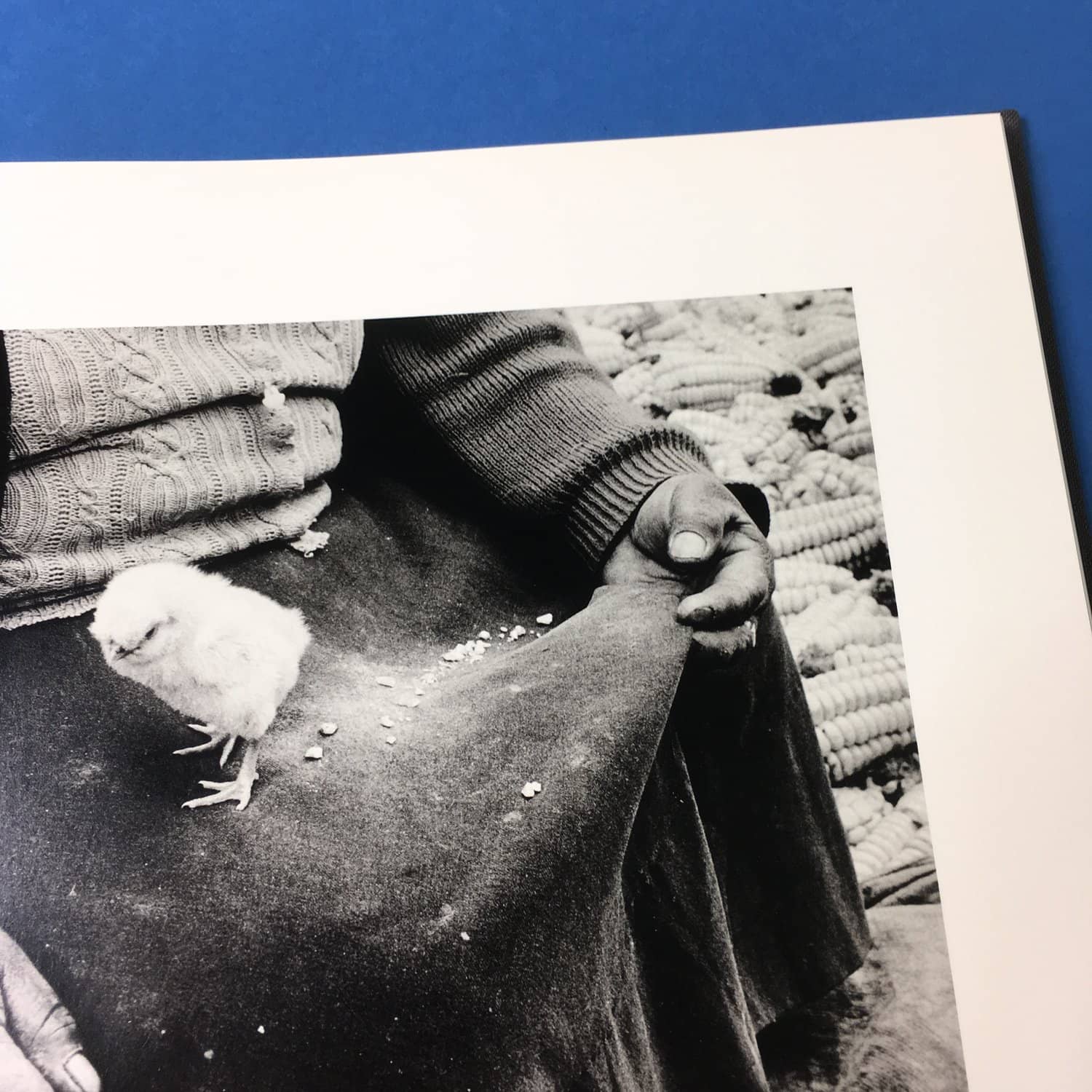 With Animals - Image 8