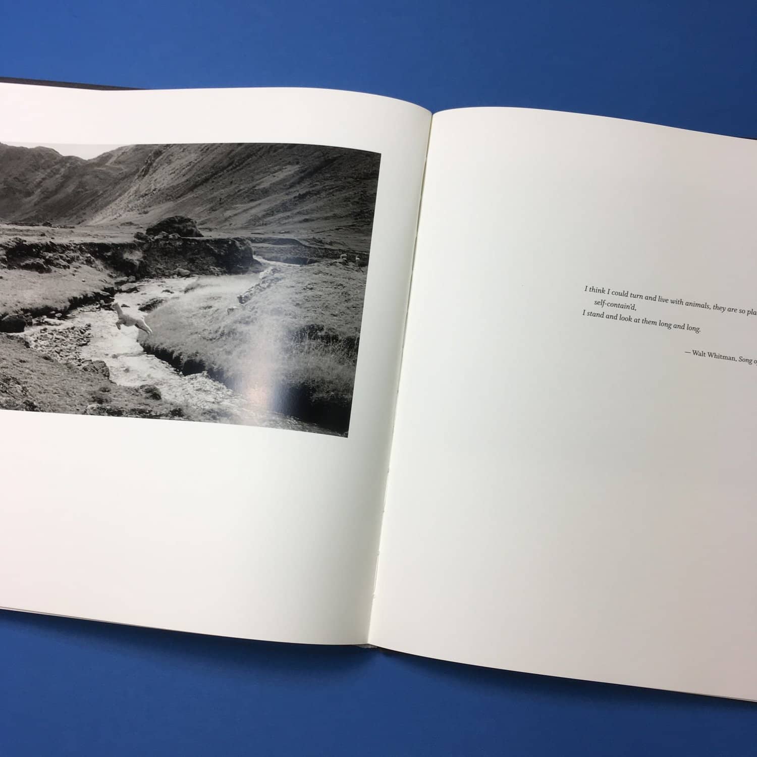 With Animals - Image 5