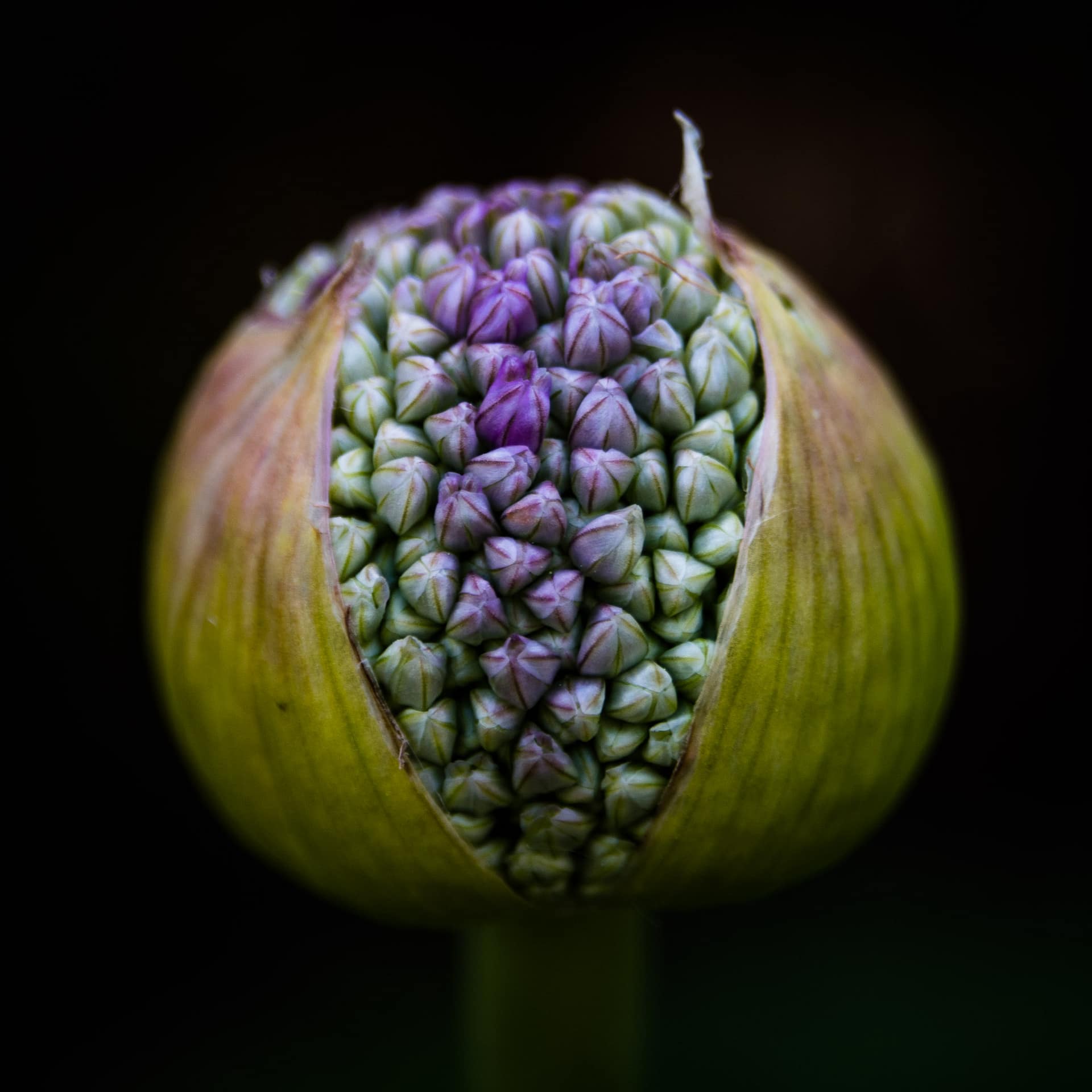 Chip Standifer - Allium No 1