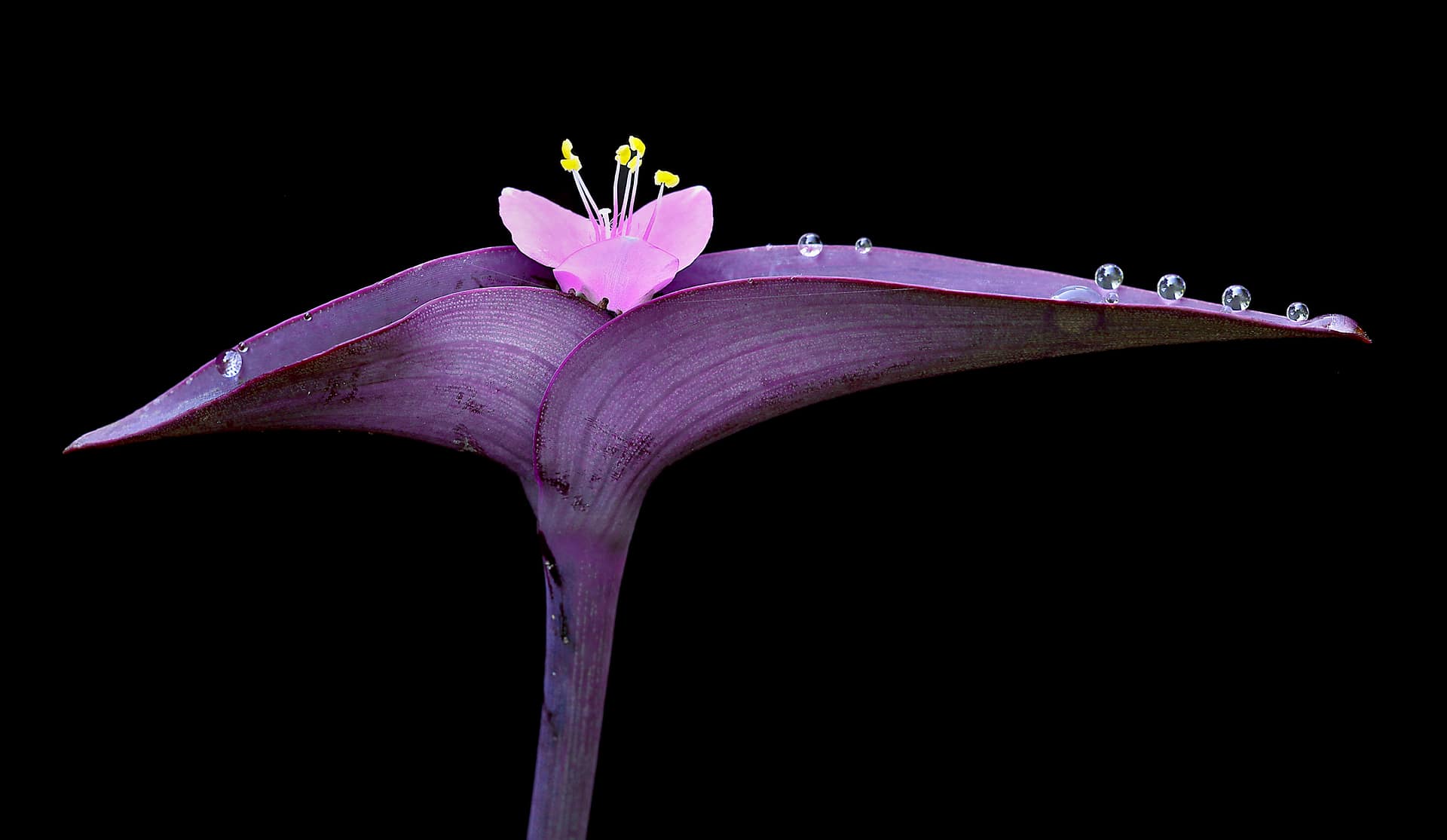 Hybrid Exhibition: The Language of Color