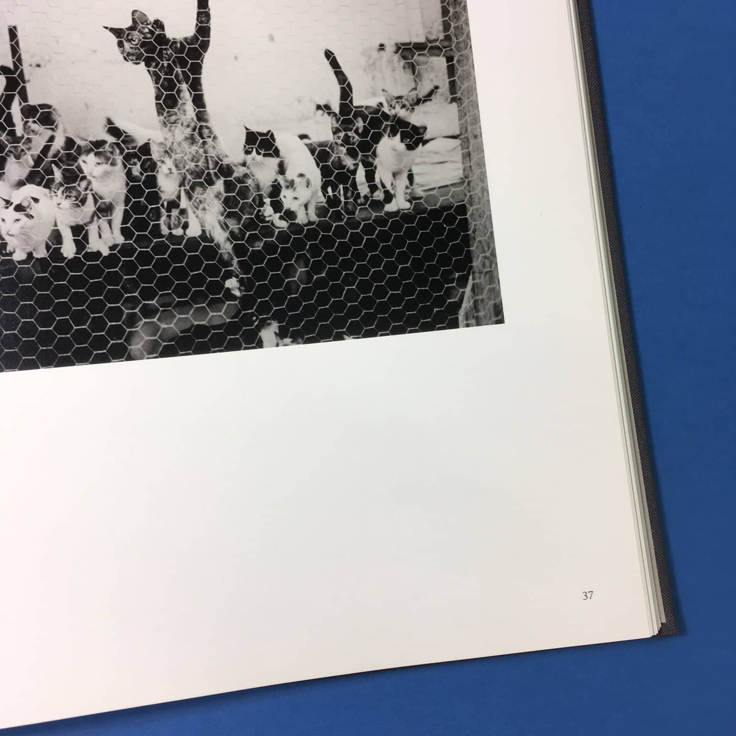 With Animals - Image 4