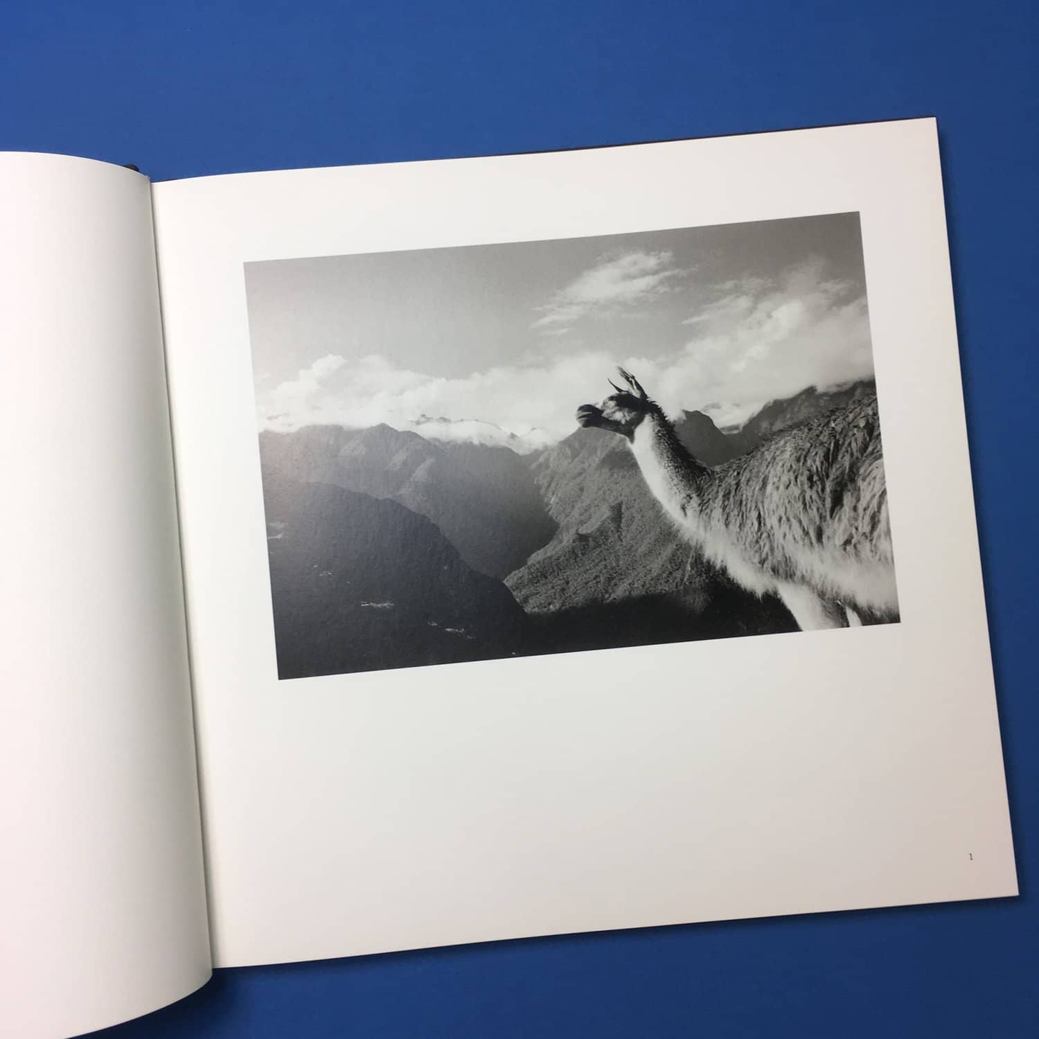 With Animals - Image 7