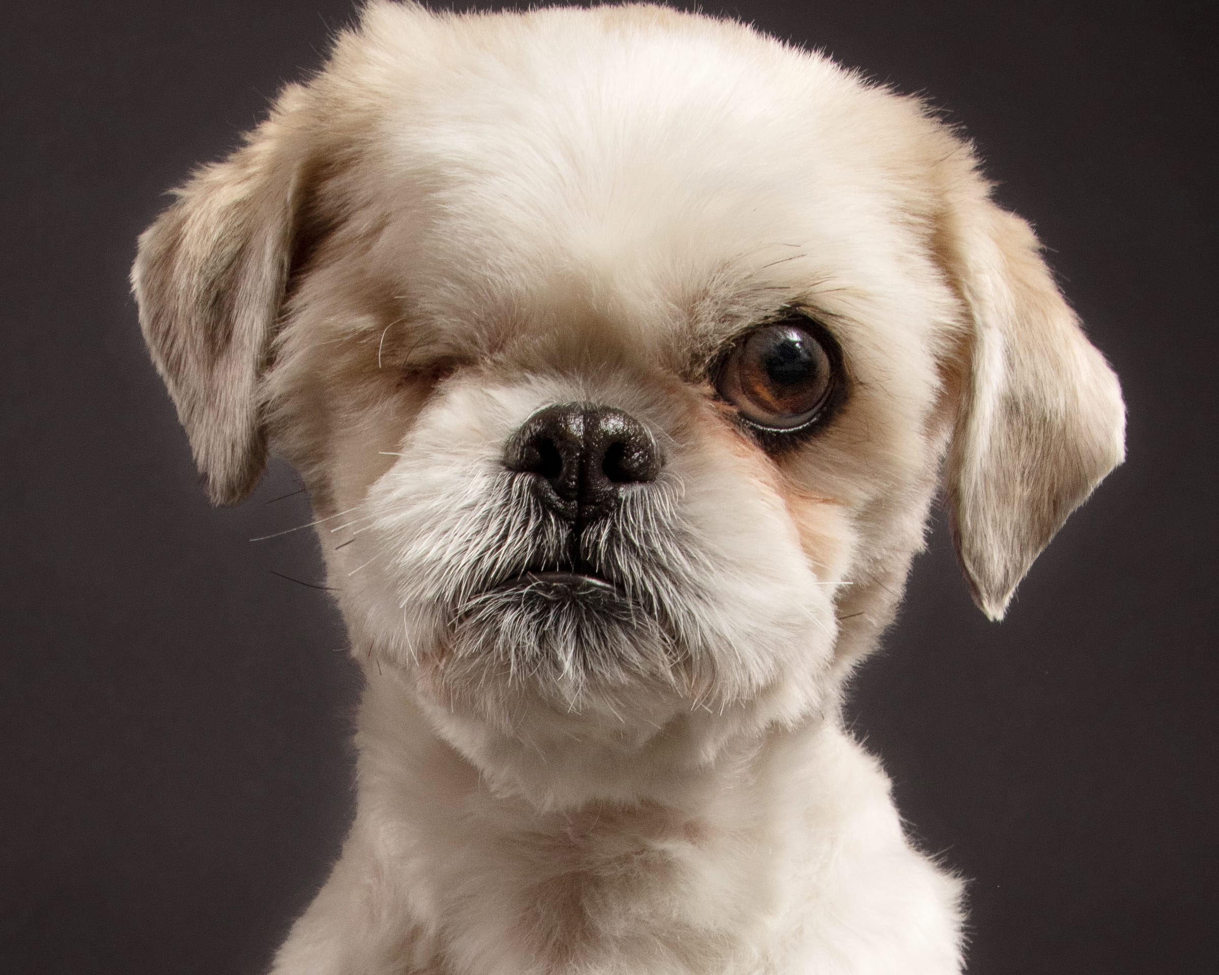 Workshop - Pets Pictured: A Hands-On Portraiture Intensive